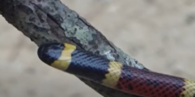 Macon snake
